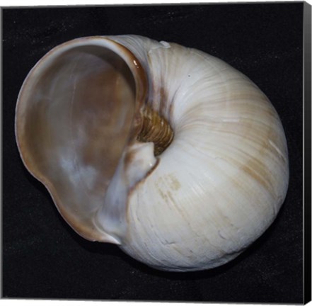 Framed Moonsnail III Print