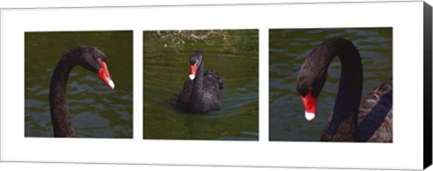 Framed Black Swan Trio Print