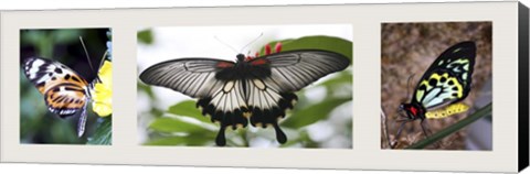 Framed Butterfly Trio Print