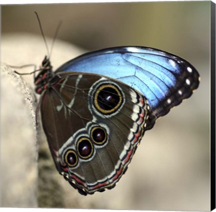 Framed Blue Butterfly Color Print