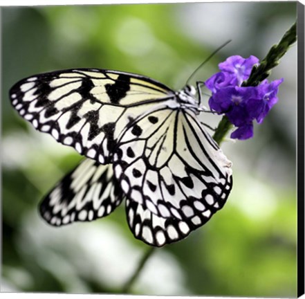 Framed BW Butterly Purple Flower Color Print
