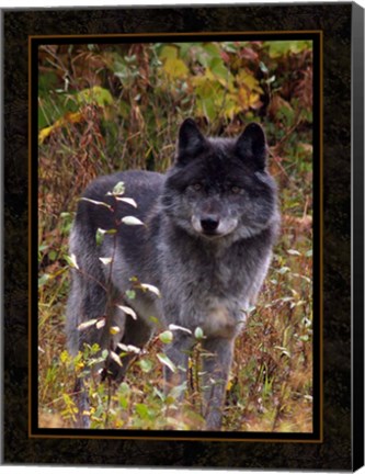 Framed Wolf II Print