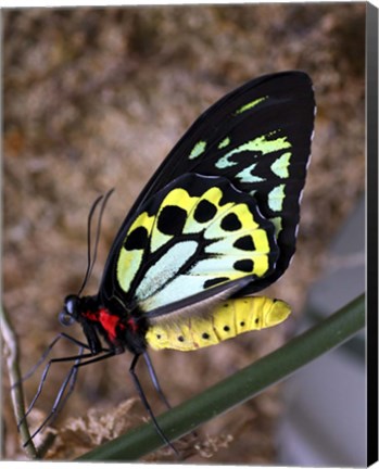 Framed Bright Colors Butterfly Print