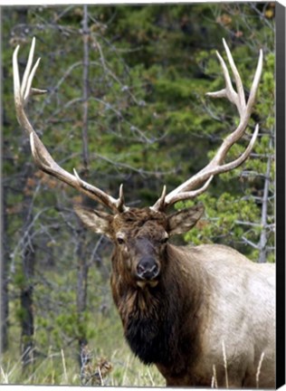 Framed Large Elk Print