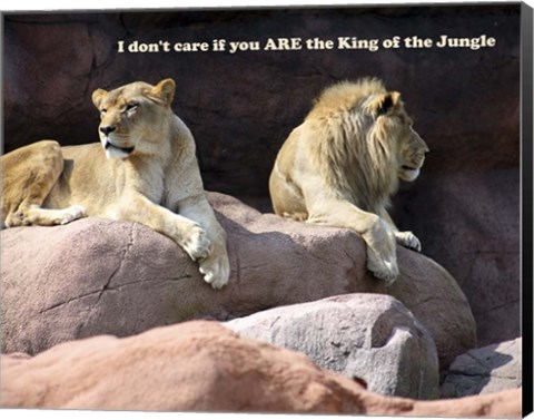 Framed King of the Jungle Lion Print