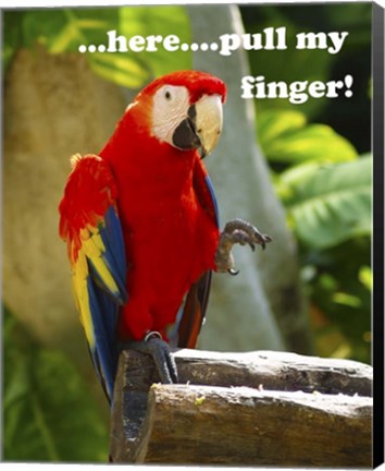 Framed Parrot II with Words Print