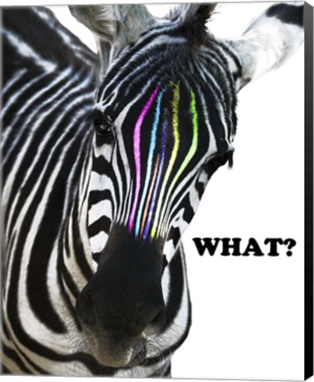 Framed Zebra Colors Print