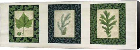 Framed Three Leaves C Print