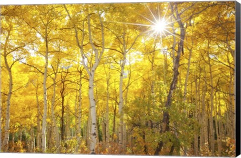 Framed Aspen Morning Print