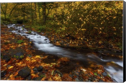 Framed Creekside Colors Print