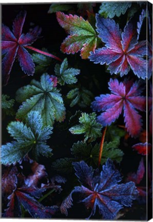 Framed Frosty Fall Print
