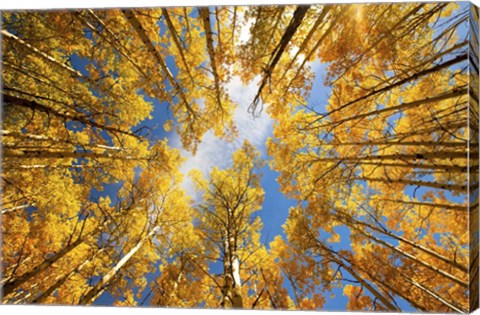 Framed Towering Aspens Print
