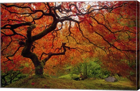 Framed Tree Fire Print
