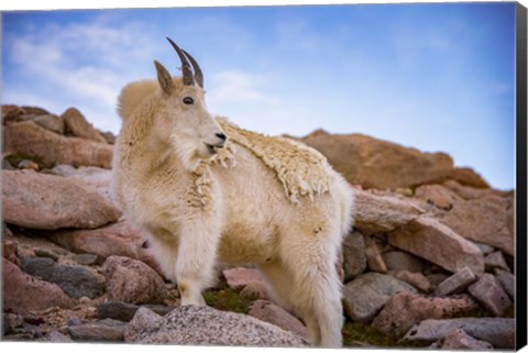 Framed Billy Goat Scruff Print