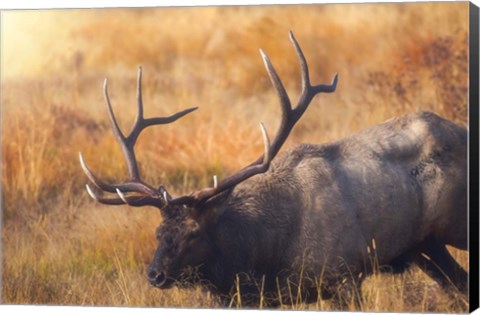 Framed Shooting the Bull Print