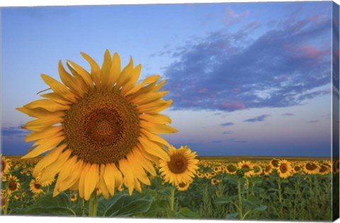 Framed Sunny Side Up Print