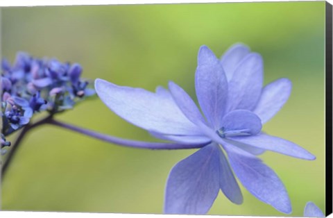 Framed Blue Hydrangea Print