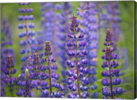 Framed Blue Lupine Flowers Print