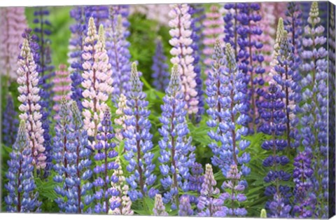 Framed Blue Pink Lupine Field Print