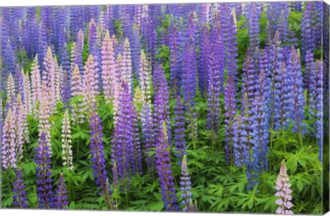 Framed Blue Pink Lupine Flower Field Print
