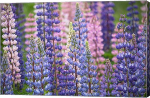 Framed Blue Pink Lupine Flowers Print