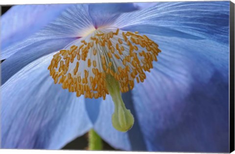 Framed Blue Poppy Print