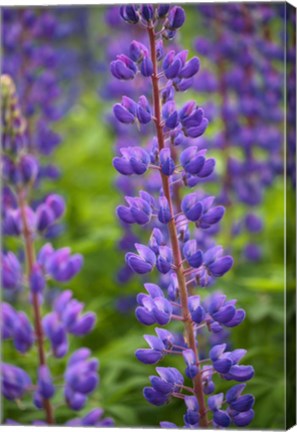 Framed Blue Violet Lupine Flower Print
