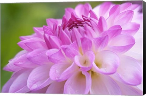 Framed Cerise Pink Dahlia Print