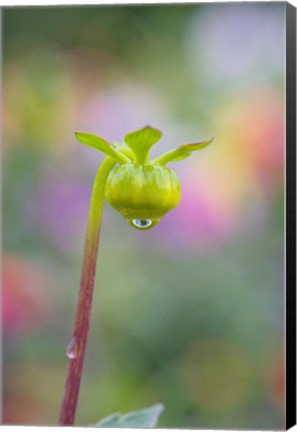 Framed Dahlia Bud Print