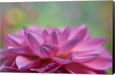 Framed Dahlia Petals Print