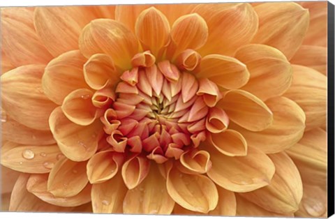 Framed Orange Dahlia Print