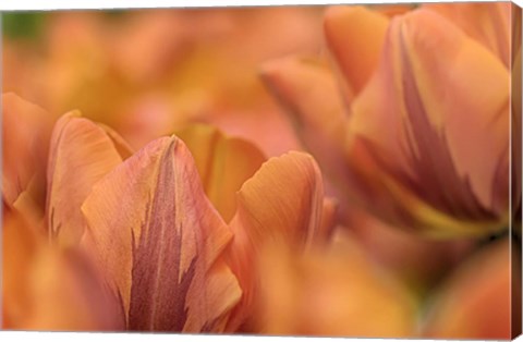 Framed Orange Tulips Print