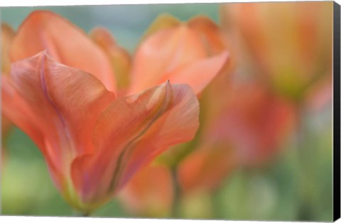 Framed Orange Wings Tuilps Print