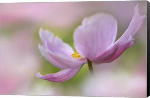 Framed Pink Anemone Print