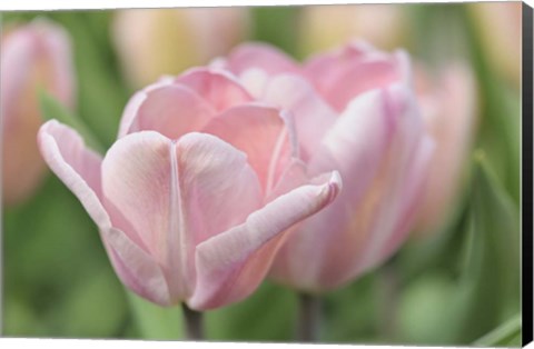 Framed Pink Tulip Baronesse Print