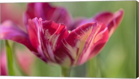 Framed Rembrandt Inner Wheel Tulip Print