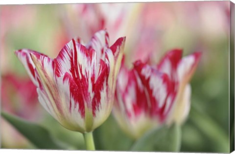 Framed Rembrandt Silver Standard Tulip Print