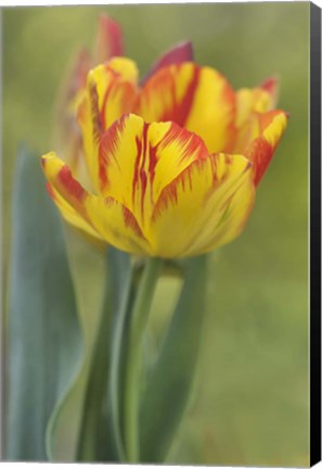 Framed Rembrandt Tulip Print