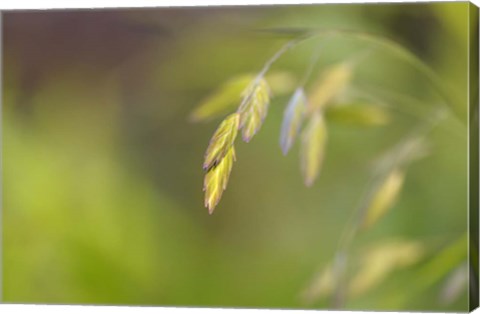 Framed Sea Oats Grass Print