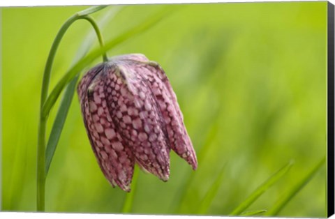 Framed Snake&#39;s Head Fritillary Flower Print