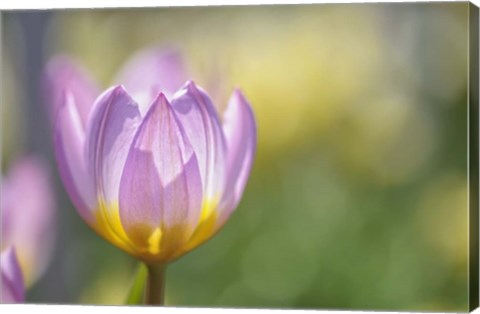 Framed Tulip Lilac Wonder Print