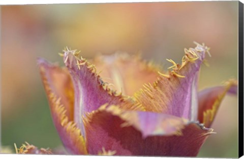 Framed Tulip Crispa Print