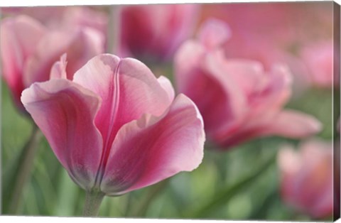 Framed Tulip Mirella Pink Print