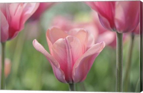 Framed Tulip Mirella Print