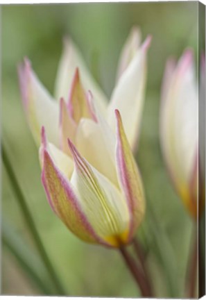 Framed Tulip Primulina Print