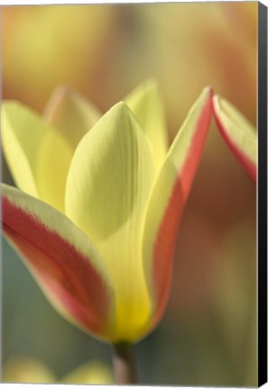 Framed Tulip Tinka Print