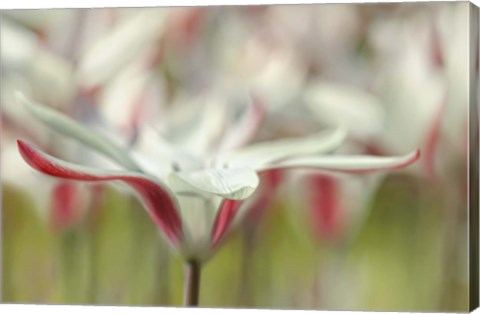 Framed Tulipa Clusiana Cashmeriana Print