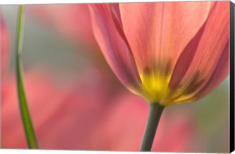 Framed Tulipa Planifolia Print