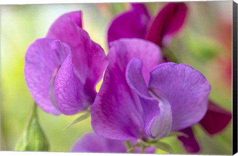 Framed Two Sweet Pea Flowers Print