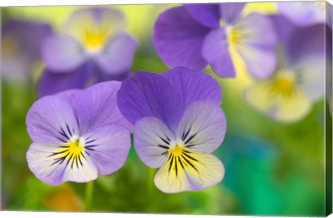 Framed Violets Print